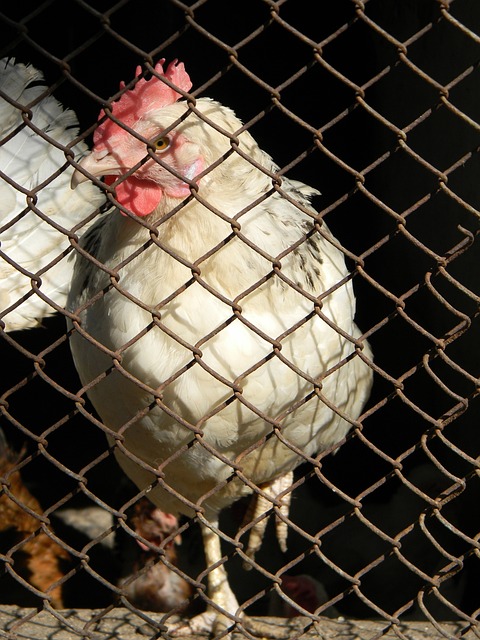 他进入成都 他进入成都